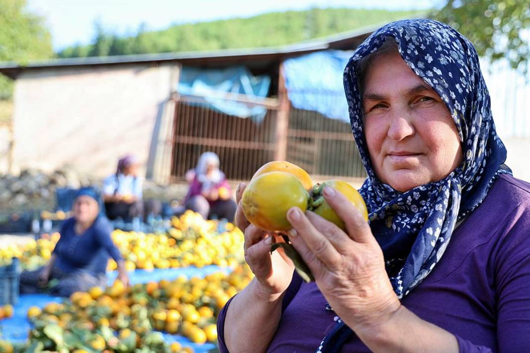 Bu meyvenin yaş kilosu 20 TL, kuru kilosu 200 TL! O köyün en büyük geçim kaynağı 3